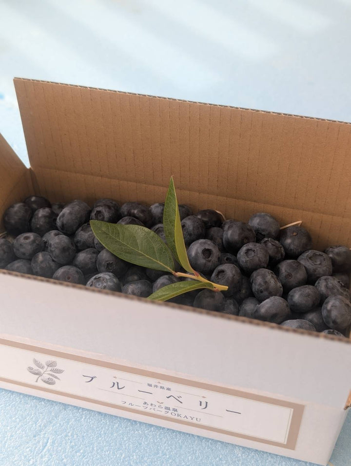 特選生食ブルーベリー500g｜農薬・化学肥料不使用｜送料無料